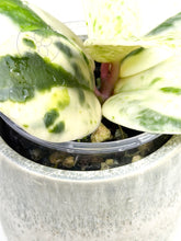 Charger l'image dans la galerie, Hoya carnosa 'Madara' (Snow Angel)