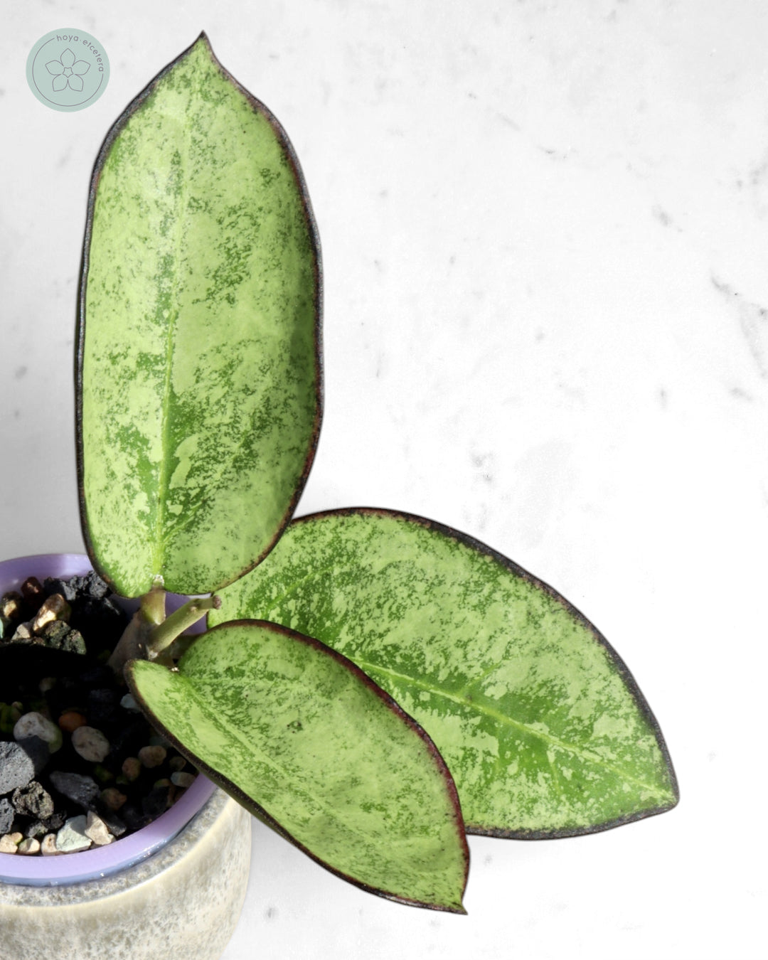 Hoya patcharawalai (splash/silver)