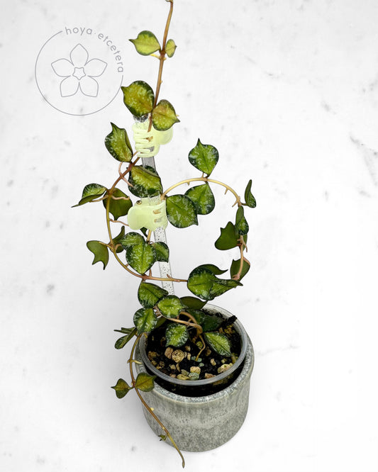 Hoya curtisii (variegated)