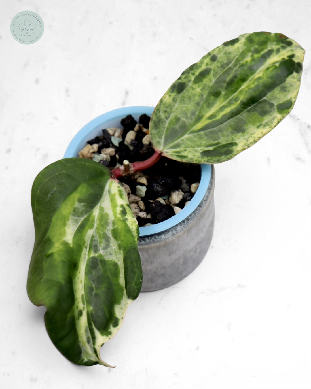 Hoya 'Swiffer’s Nightmare' 🌱 cutting
