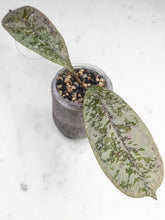 Load image into Gallery viewer, Hoya 'Lorelai'