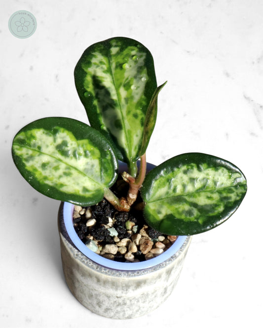 Hoya carnosa 'Madara' (Green Edge)