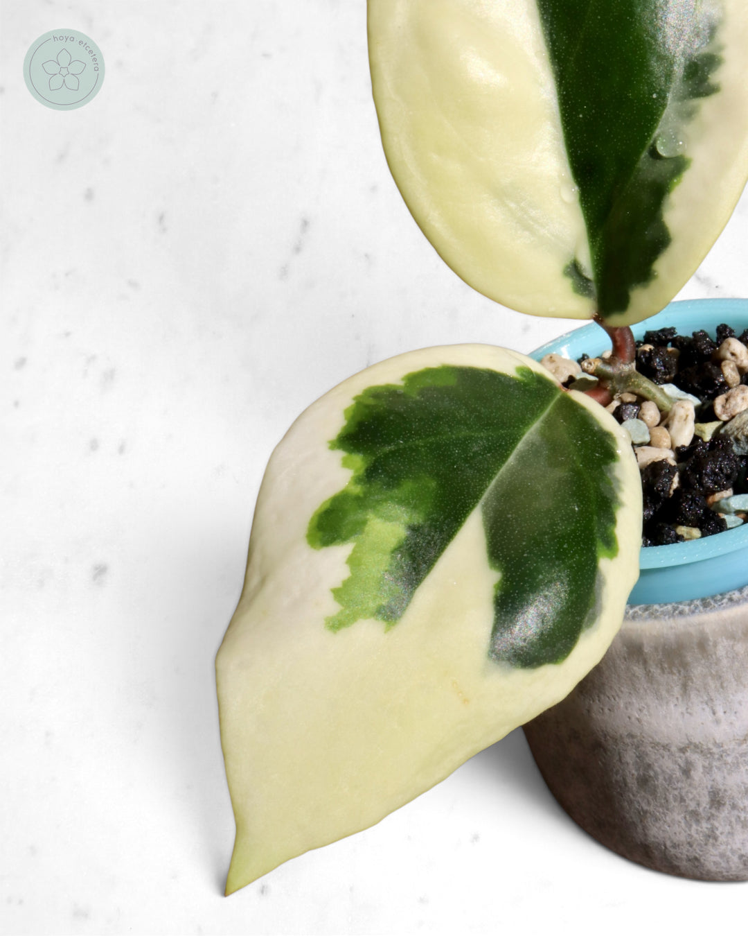 Hoya ilagiorum (albo)