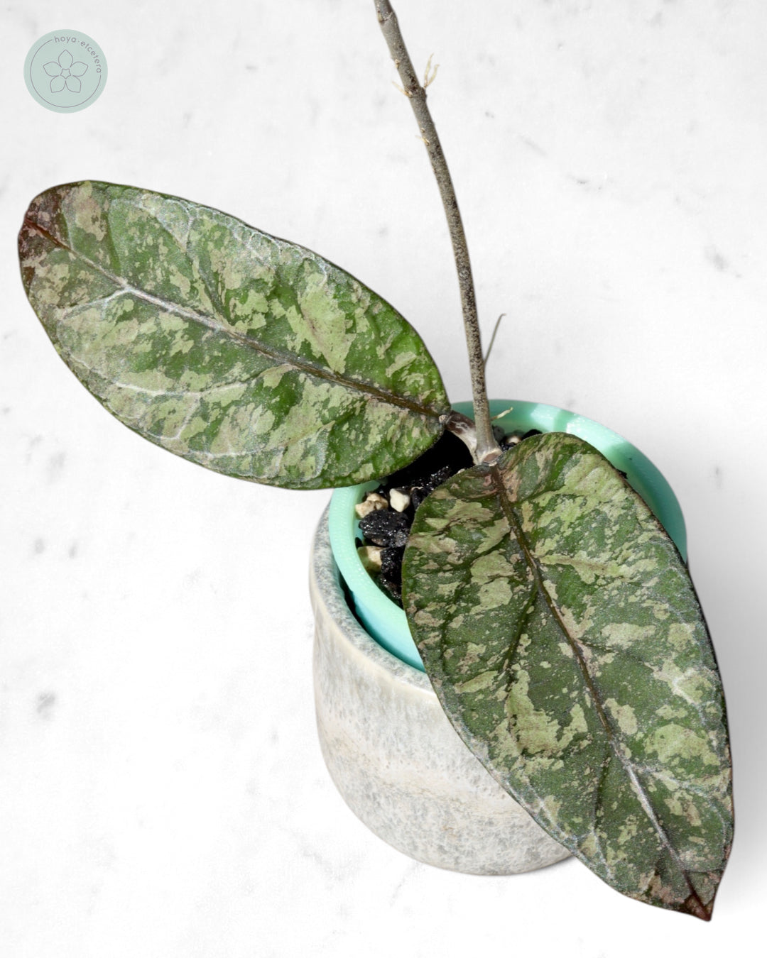 Hoya sp. Aceh 'Mustika'