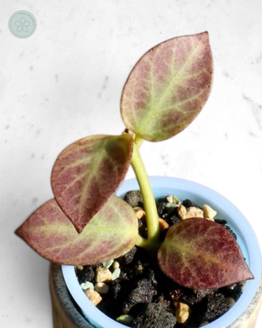 Hoya obscura 'Cryptic Chrome' CML-09-21-A