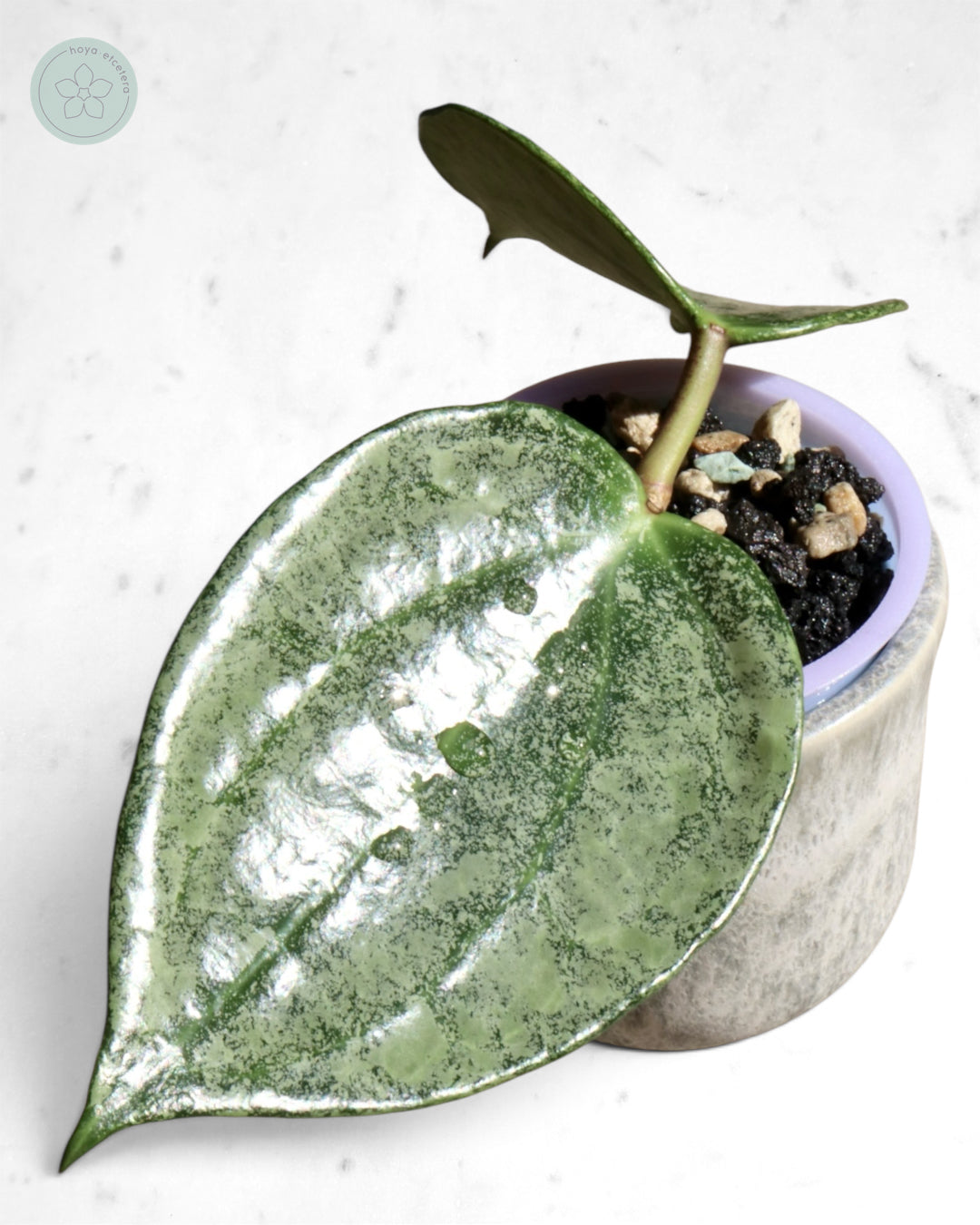 Hoya 'Rimba Perak' (silver)