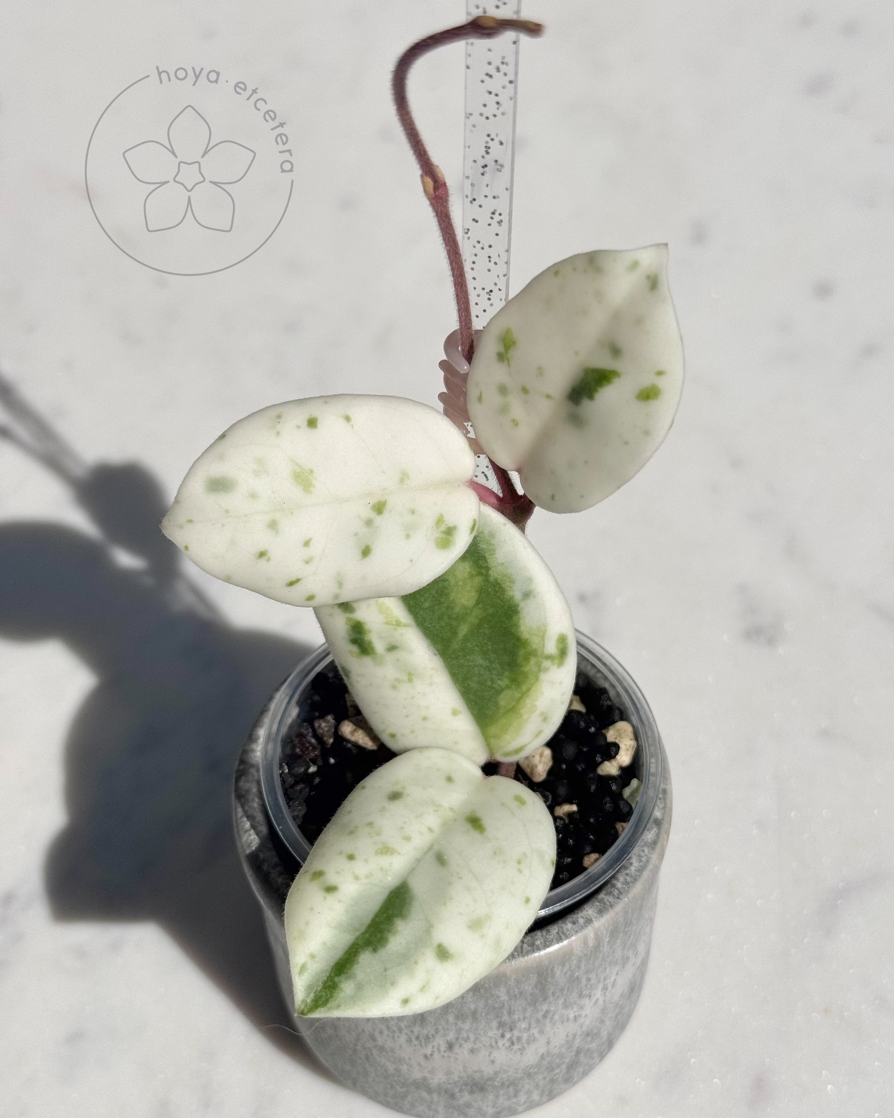 その他観葉植物 Hoya carnosa ' Madara  angel' Hoya Carnosa 'Madara' (aka 'Snow Angel') (wk36-E) – Rare