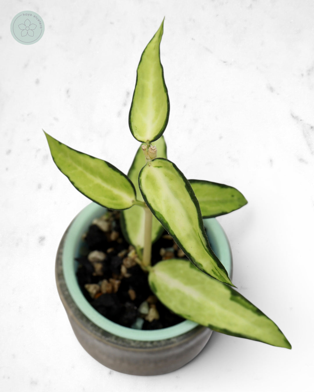 Hoya burmanica (variegated)