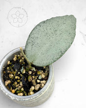 Load image into Gallery viewer, Hoya caudata 'Argene'