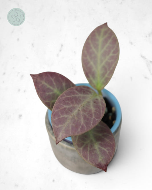 Hoya obscura 'Cryptic Chrome' CML-09-21-A