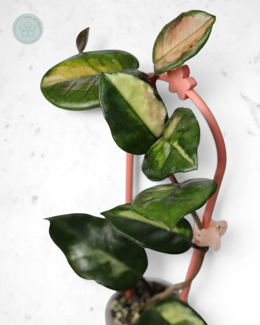 Hoya 'Momo'