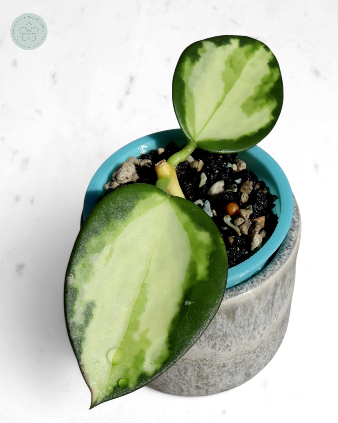 Hoya para (variegated)