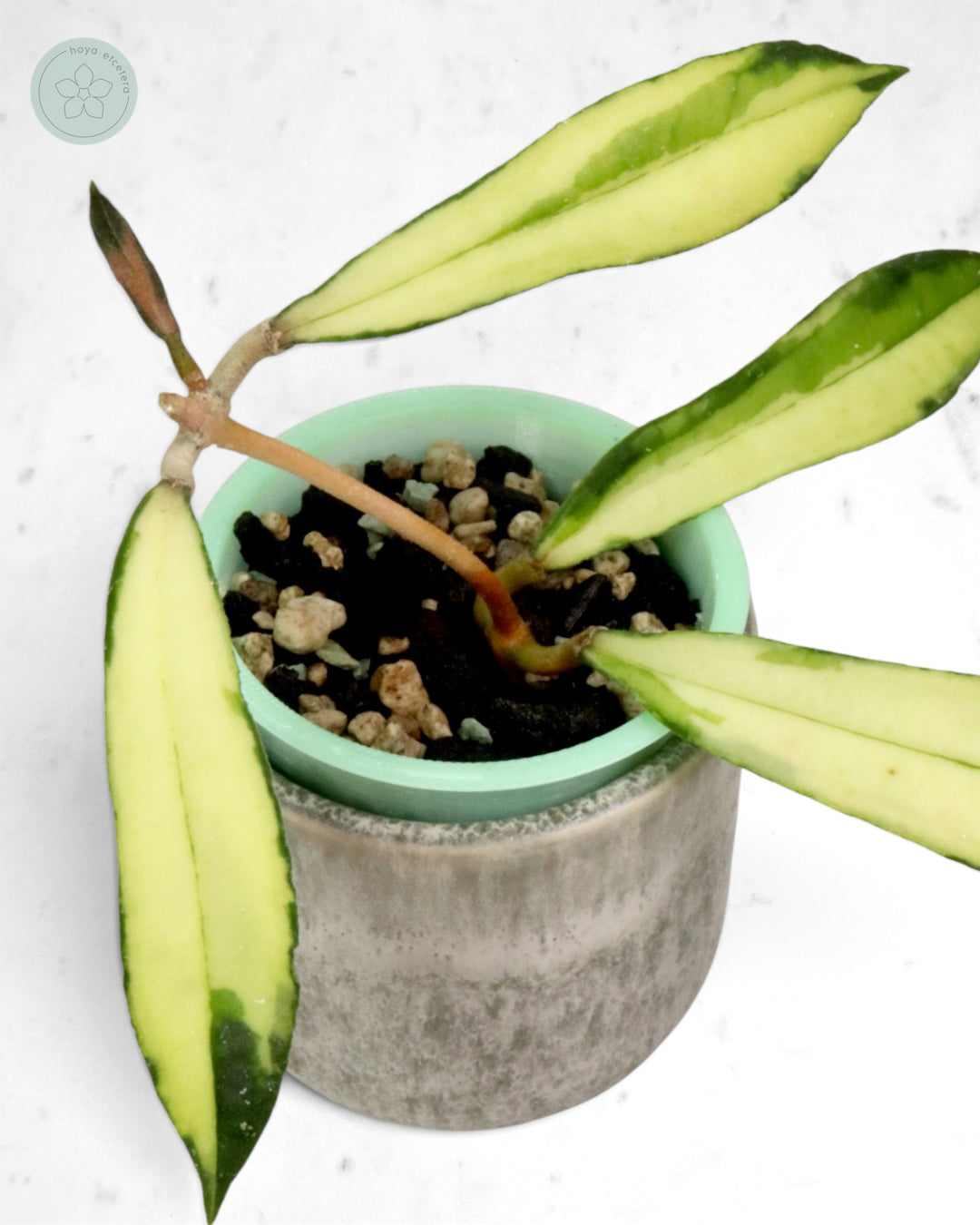 Hoya rigidifolia (variegated)