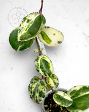 Load image into Gallery viewer, Hoya 'Swiffer’s Nightmare'