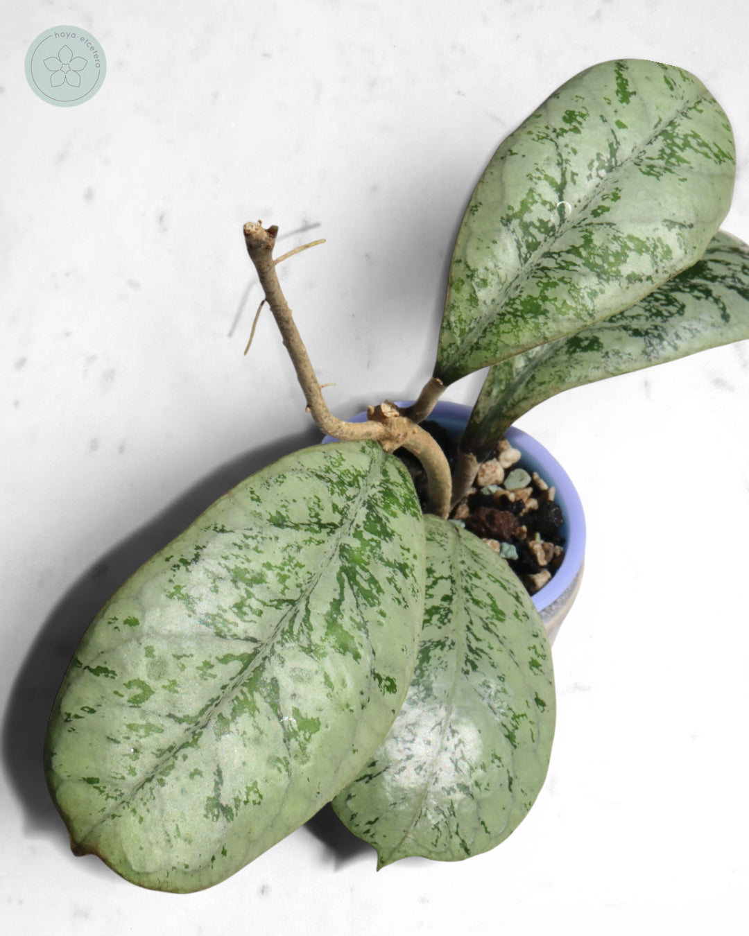 Hoya 'Lorelai'