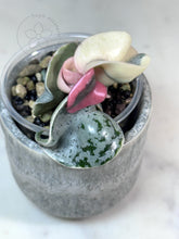 Load image into Gallery viewer, Hoya compacta 'Oblak' 🦄