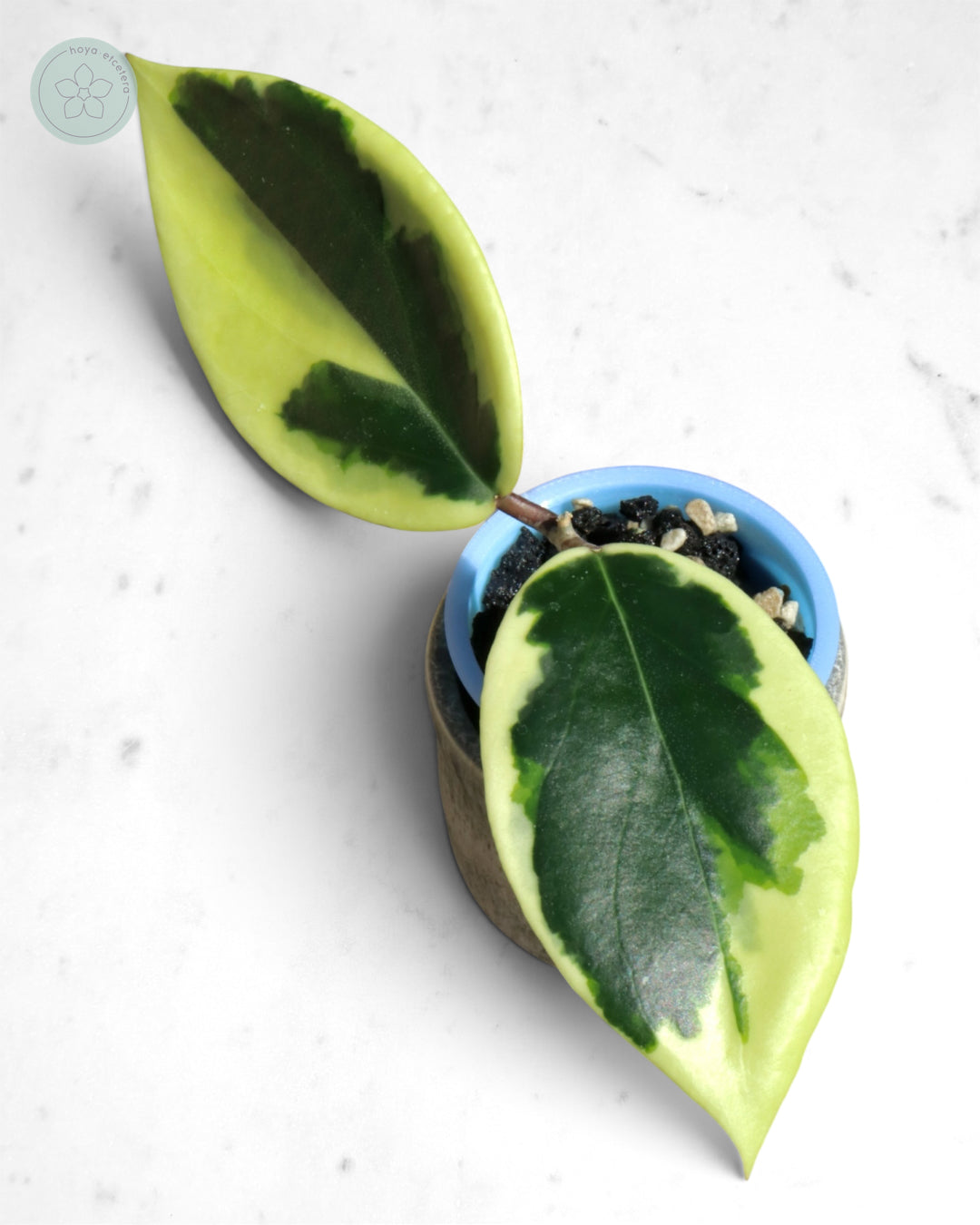Hoya ilagiorum (albo)