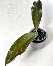 Load image into Gallery viewer, Hoya buntokensis (SLM01 splash)