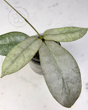 Charger l'image dans la galerie, Hoya mitrata (Borneo silver)