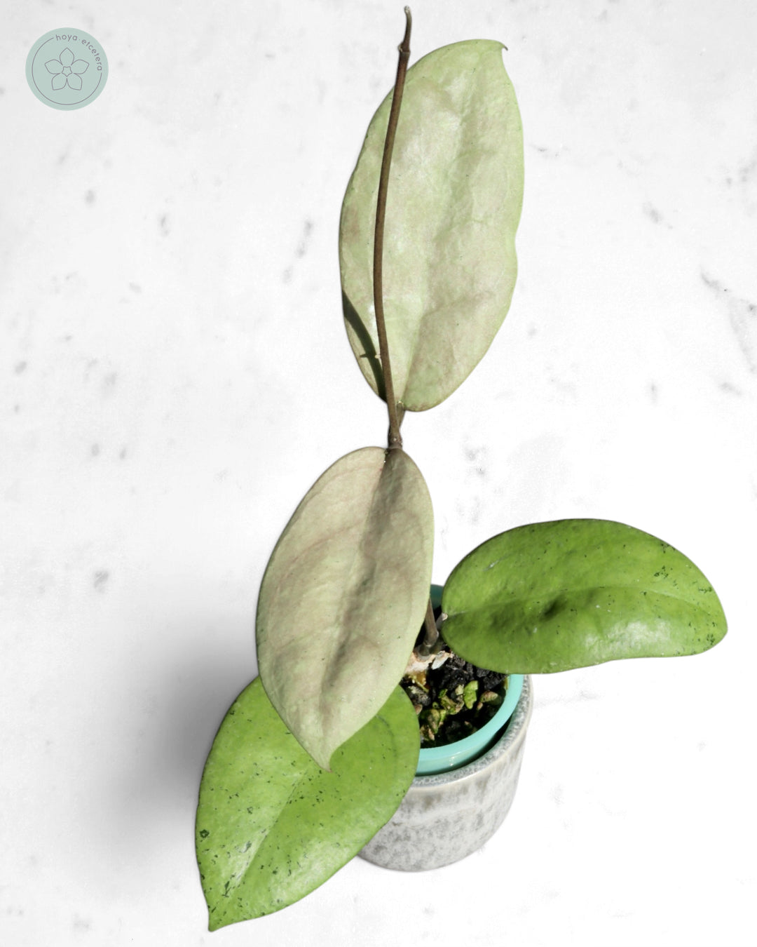 Hoya sp. Menak Sopal (silver)