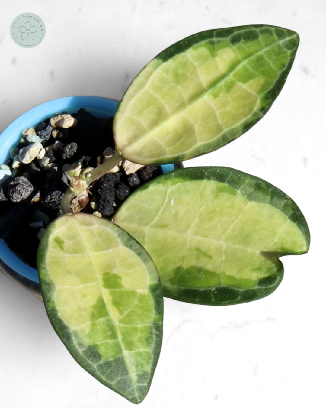 Hoya elliptica (variegated)
