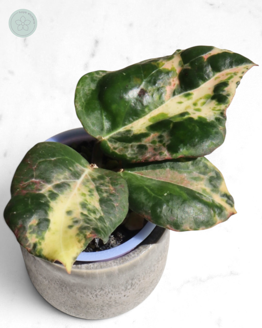 Hoya 'Candy'