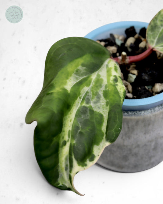 Hoya 'Swiffer’s Nightmare' 🌱 cutting