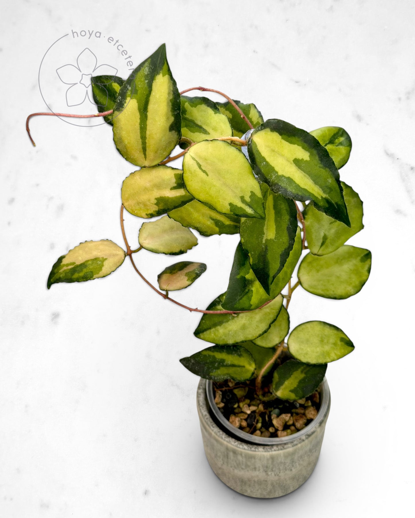 Hoya caudata (variegated)