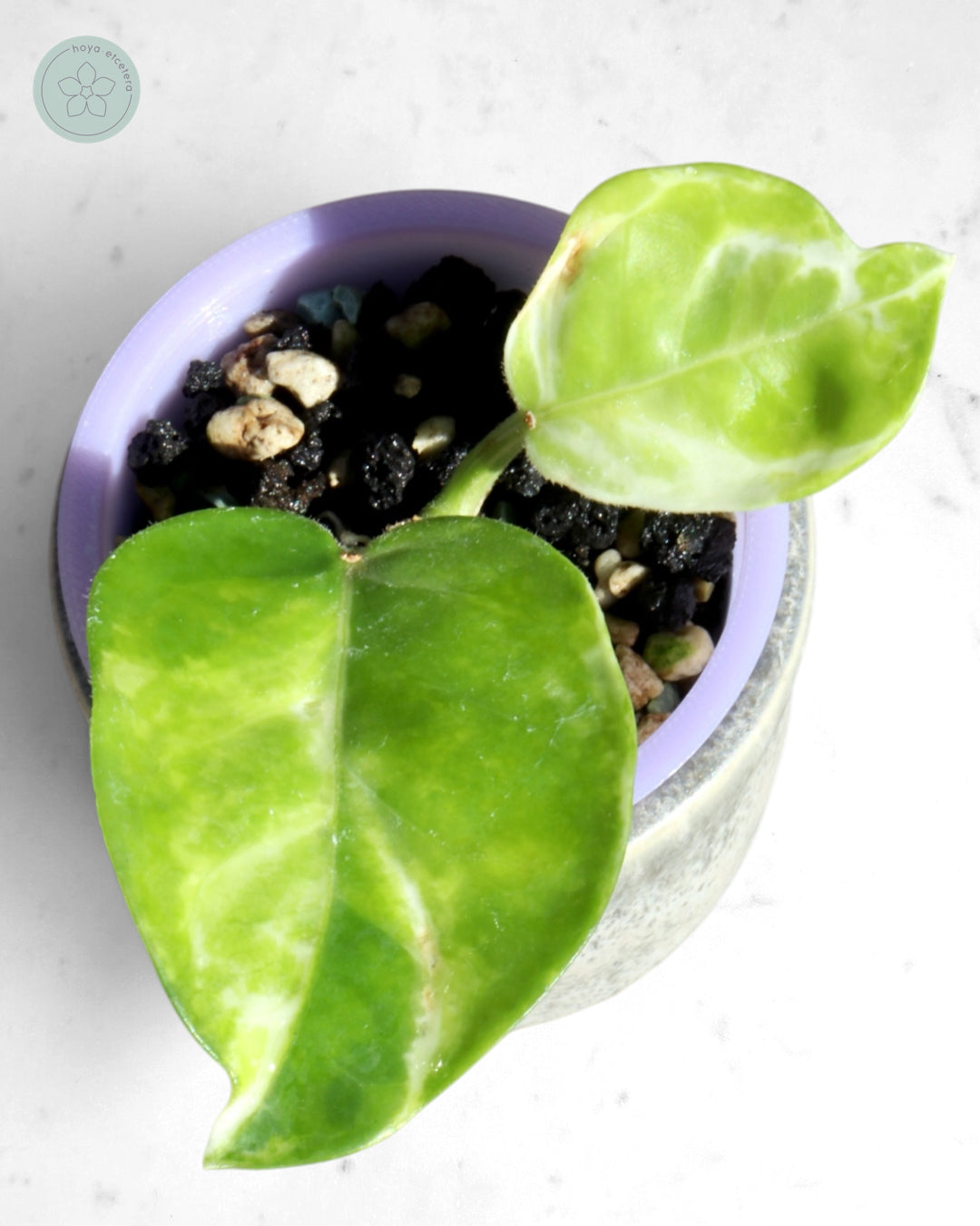 Hoya australis (peridot)