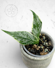 Load image into Gallery viewer, Hoya polyneura 'Diem Fairy Queen' (albo silver)