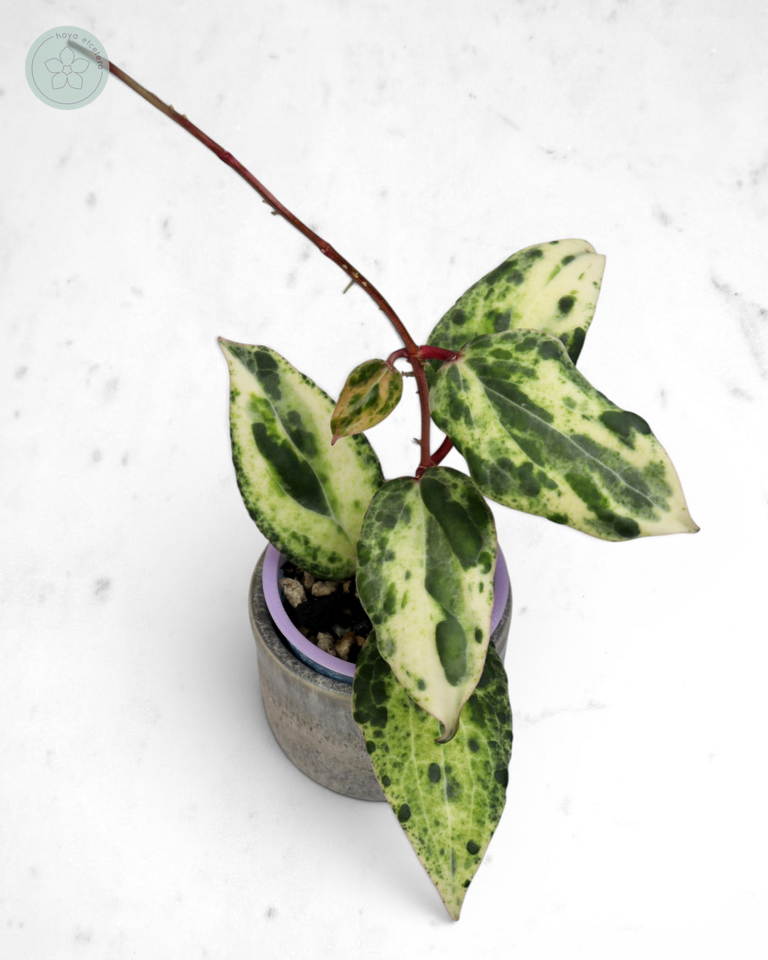 Hoya 'Swiffer’s Nightmare' 🌱 cutting