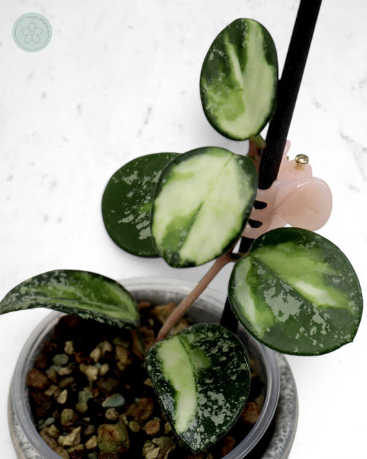 Hoya 'Mathilde' (variegated splash)