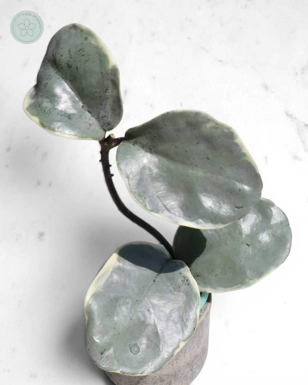 Hoya carnosa 'Argentea Picta' 🌱 cutting