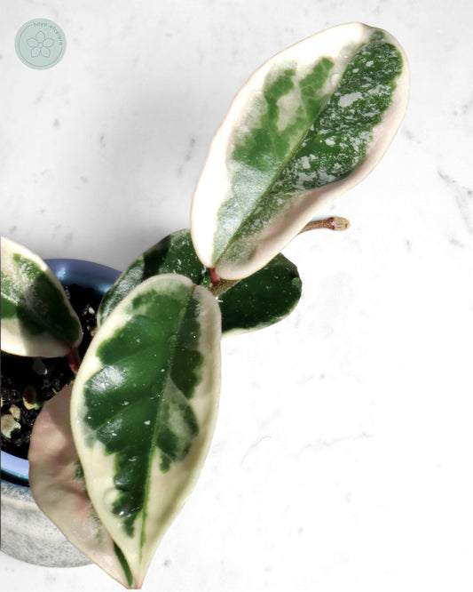 Hoya 'Krimson Queen' (splash)