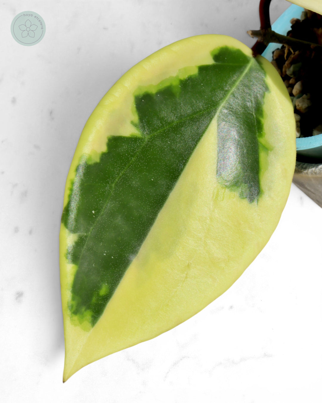 Hoya ilagiorum (albo)