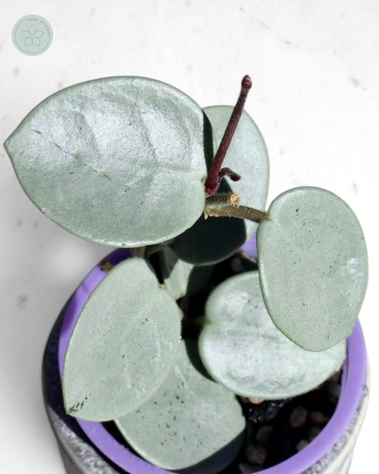 Hoya 'Grey Fairy'