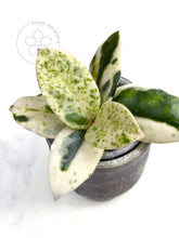 Charger l'image dans la galerie, Hoya carnosa 'Madara' (Snow Angel)