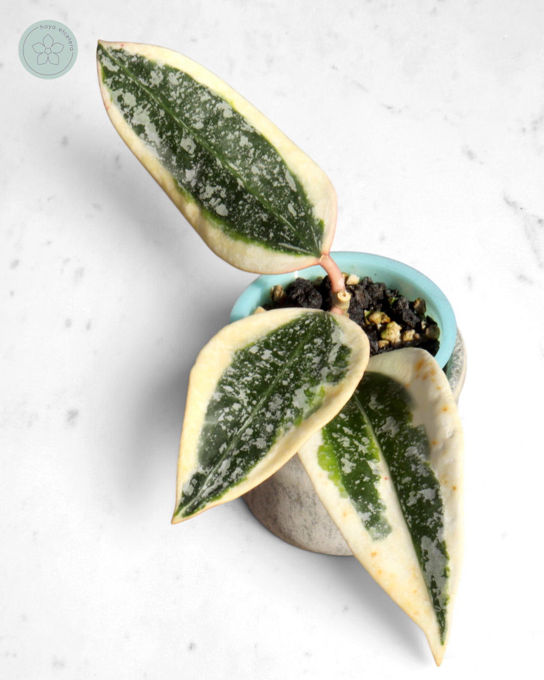 Hoya sp. Rangsan (albo splash)