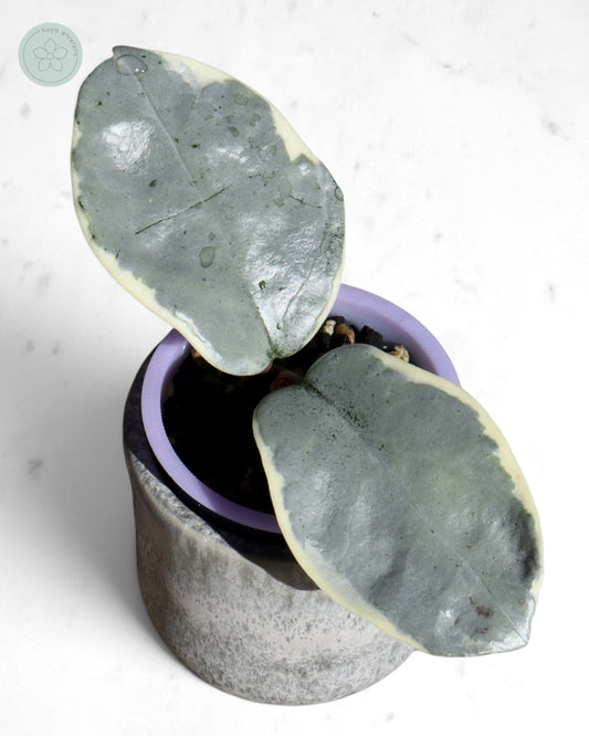 Hoya carnosa 'Argentea Picta'