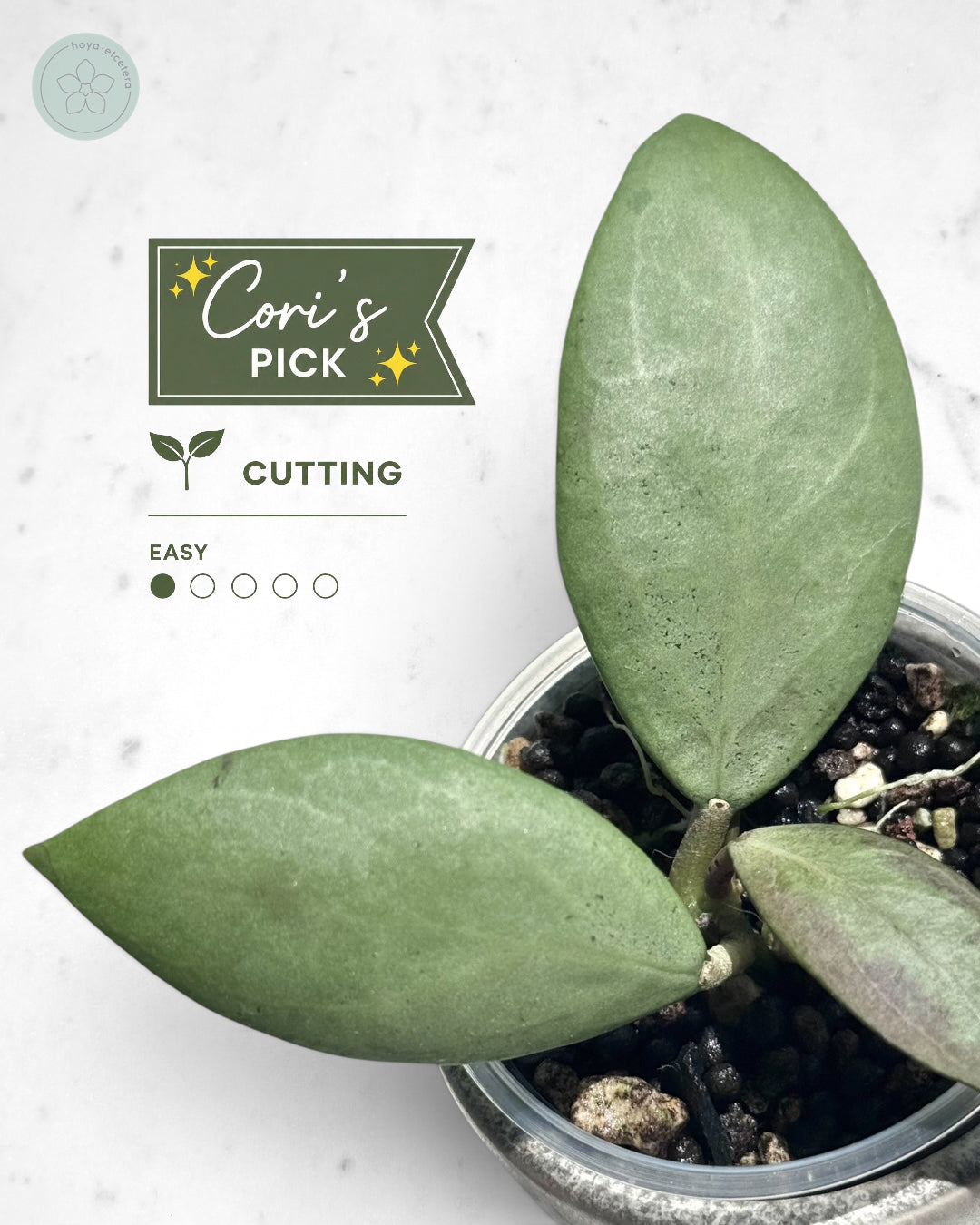 Hoya erythrostemma (silver)