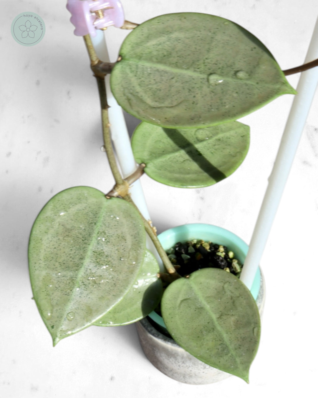 Hoya verticillata (silver heart)