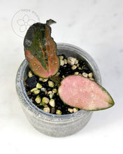 Load image into Gallery viewer, Hoya caudata (variegated)