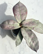 Charger l'image dans la galerie, Hoya mitrata (sp. Buntok silver AH clone)