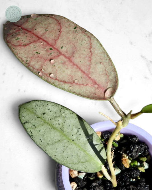 Hoya 'Moon Blush'