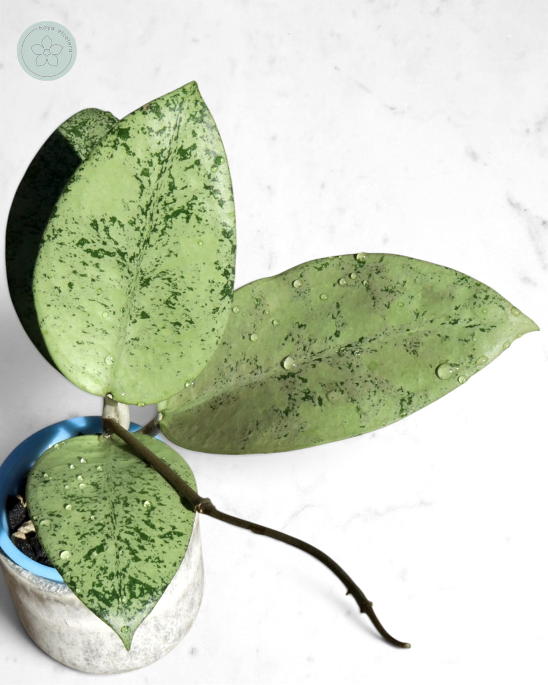 Hoya sp. Ponorogo (silver)