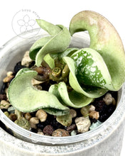 Charger l'image dans la galerie, Hoya compacta (silver margin) 🦄