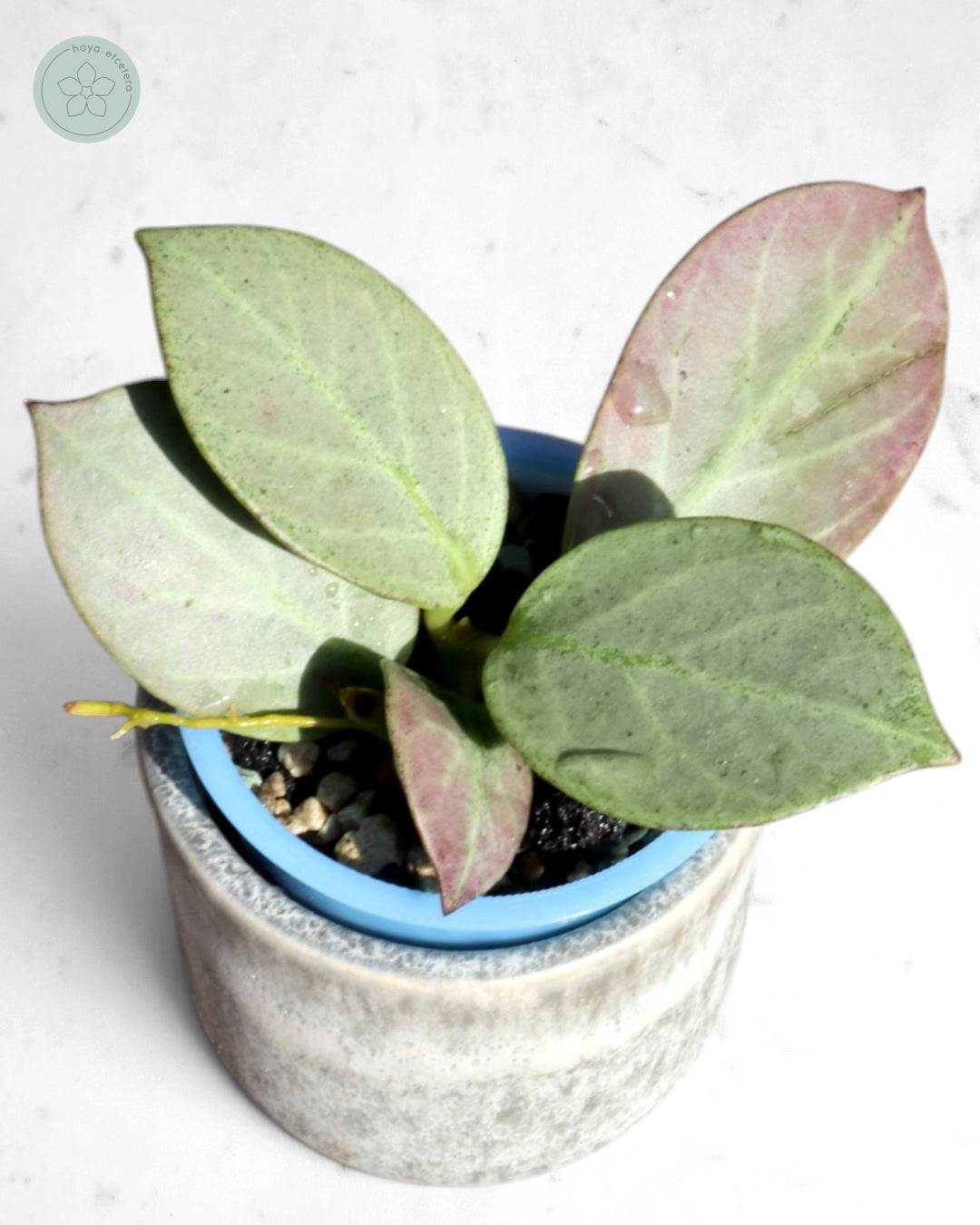 Hoya obscura 'Cryptic Chrome' CML-09-21-A
