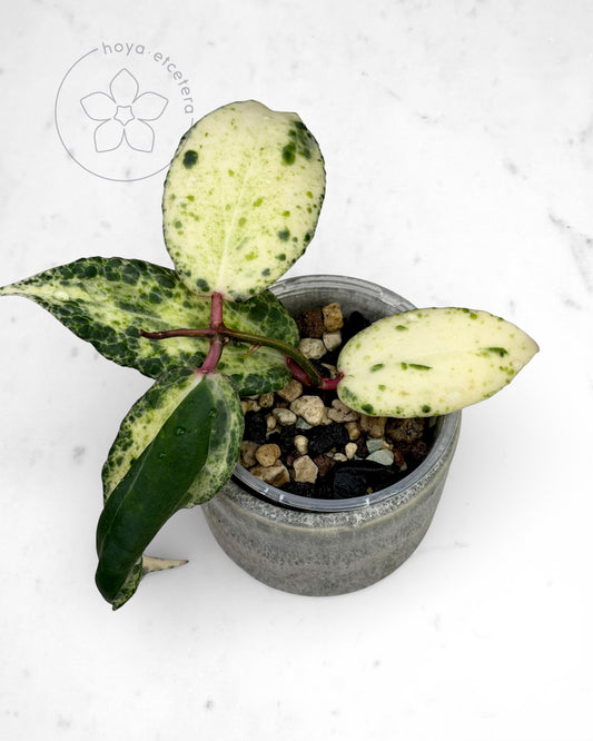 Hoya 'Swiffer’s Nightmare'