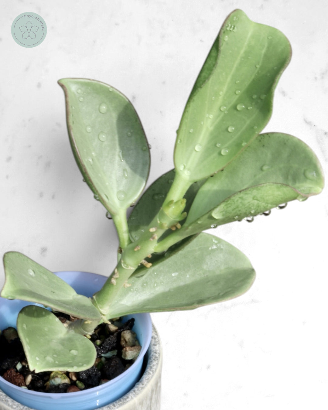 Hoya subquintuplinervis (silver)