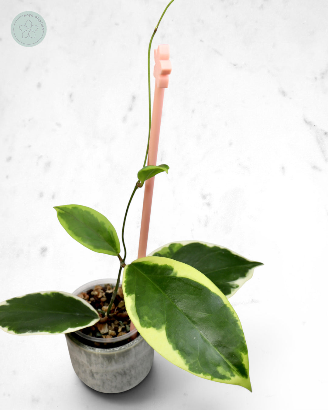 Hoya ilagiorum (albo)